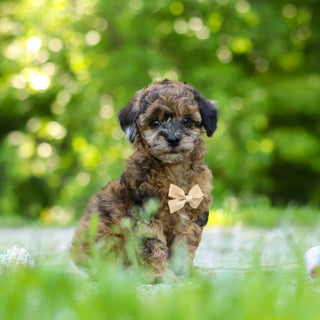Fenway - Available Now