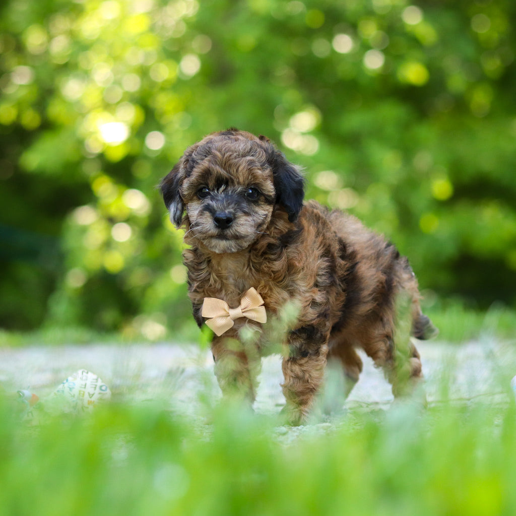 Fenway - Available Now