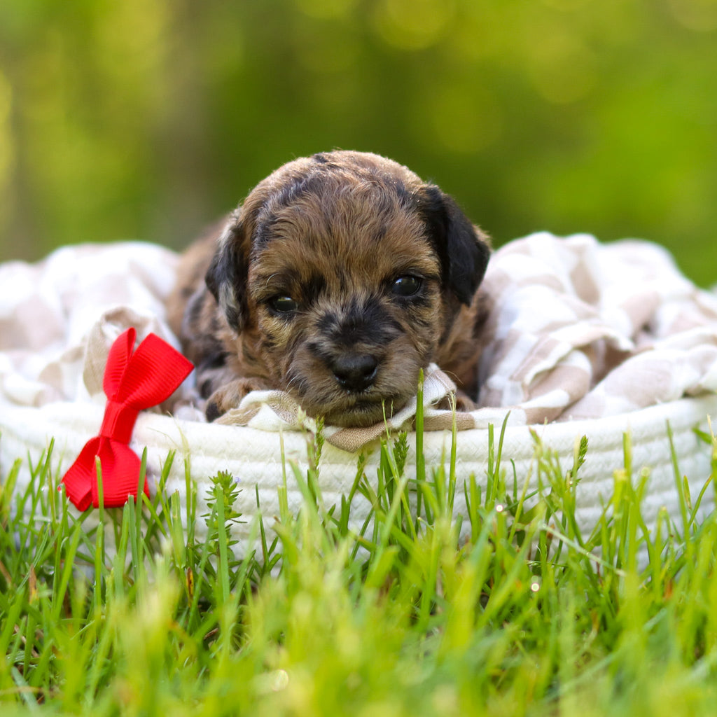 Fenway - Available Now