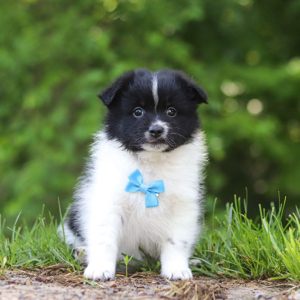 Hugo - Available 6/25