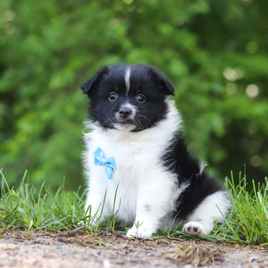 Hugo - Available 6/25