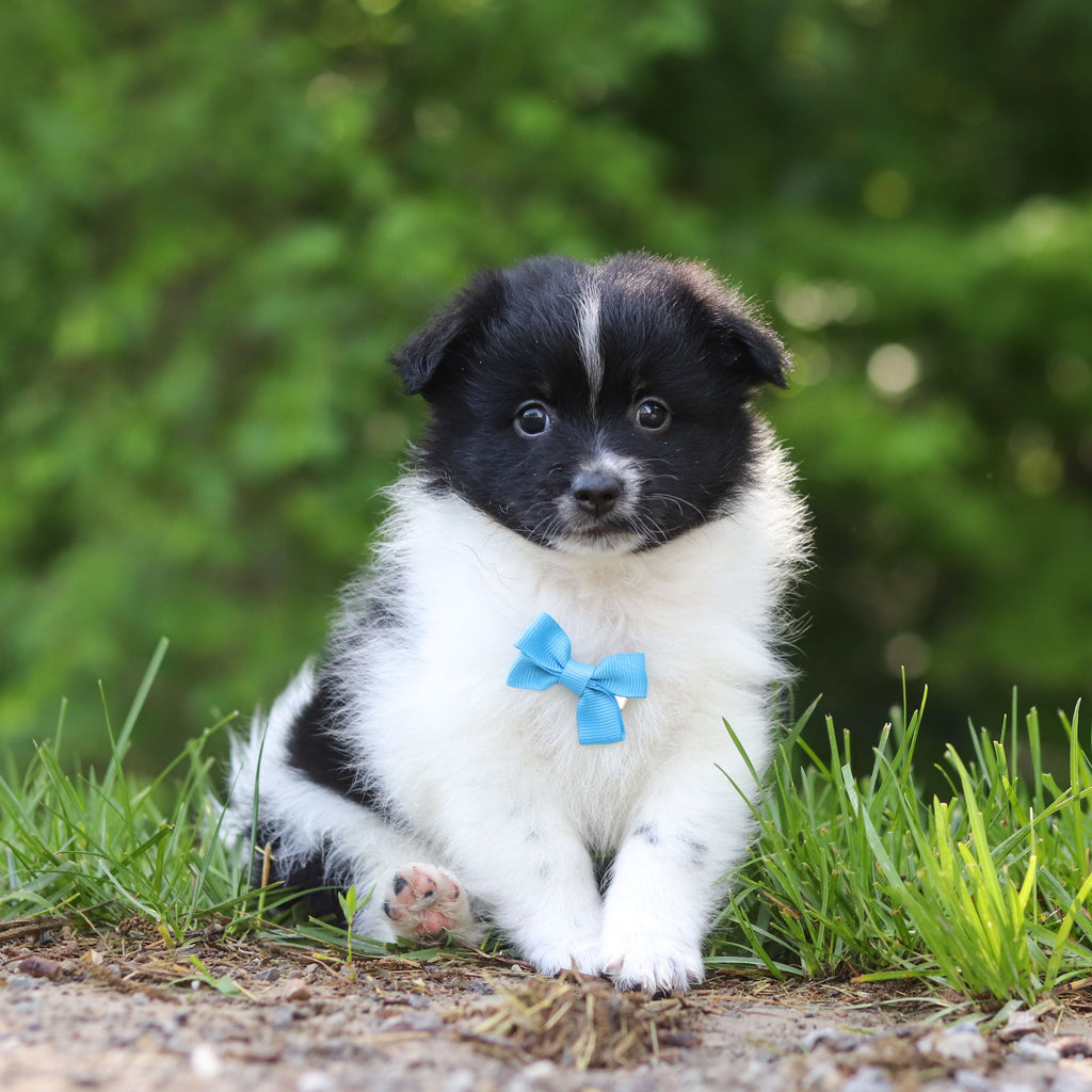 Hugo - Available 6/25