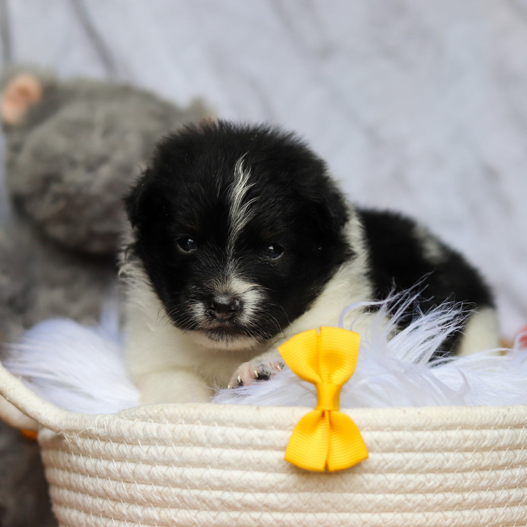 Hugo - Available Now