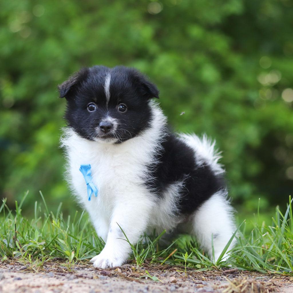 Hugo - Available Now