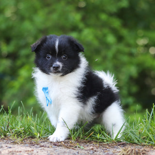 Hugo - Available 6/25