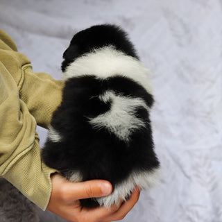 Hugo - Available 6/25