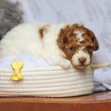 Sammie - Available 6/25