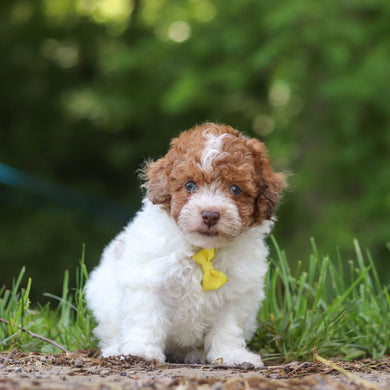 Sammie - Available 6/25