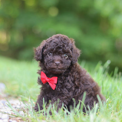Saul - Available 6/25
