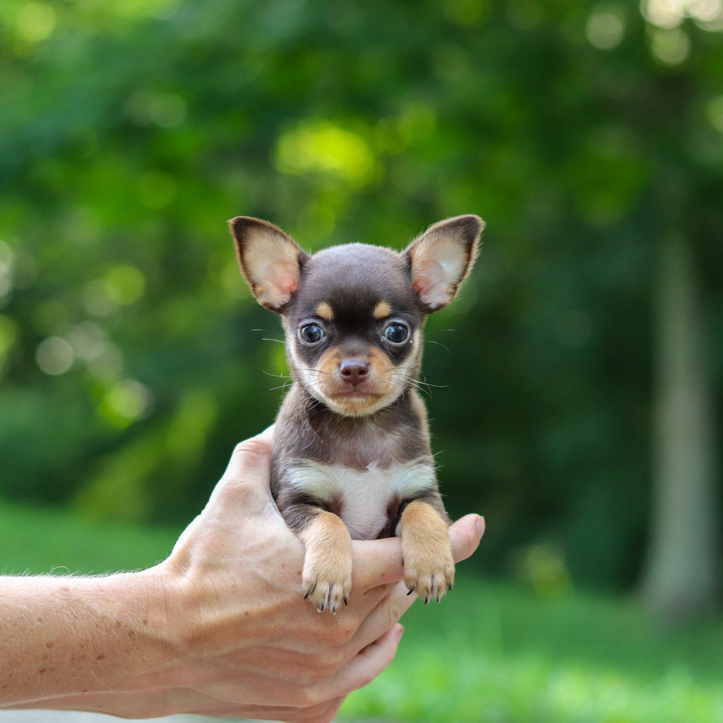 Sparky - Available 7/30