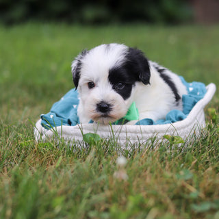 Meatball - Available 8/20