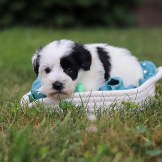 Meatball - Available 8/20