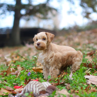 Eddie - Available 11/12