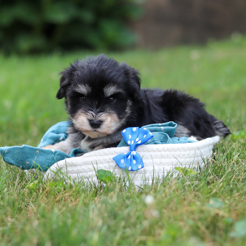 Montgomery - Available 8/20