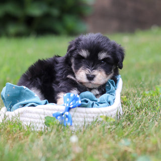 Montgomery - Available 8/20