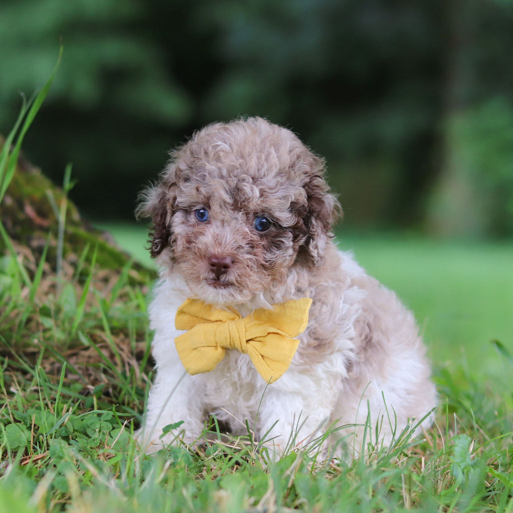 Vito - Available 7/16