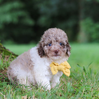 Vito - Available 7/16