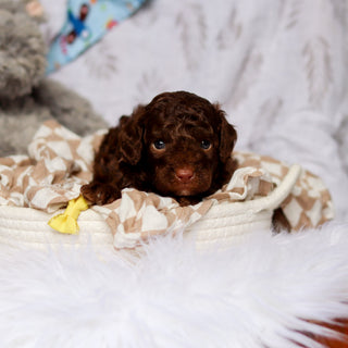 Poe - Available 7/23