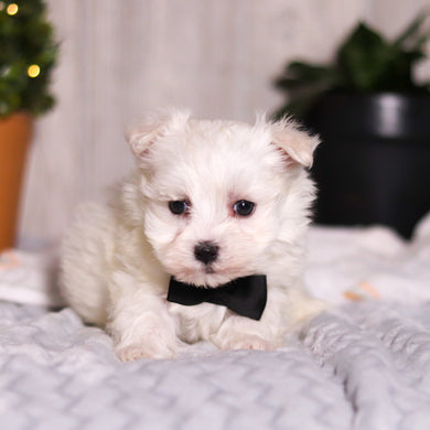 Jermaine - Available 3/5