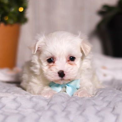 Tito - Available 3/5