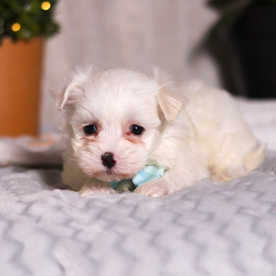 Tito - Available 3/5