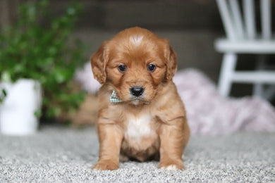 Gavin - Available Now