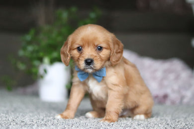 Gunner - Available Now