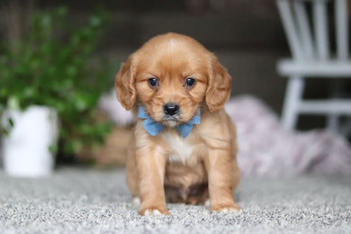 Gunner - Available Now