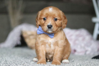 Grayson - Available Now