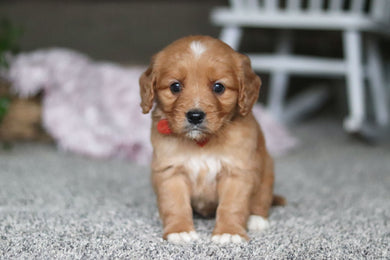 Grant - Available Now