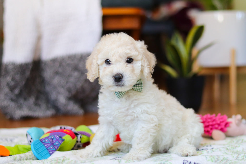 Walter - Available 2/12