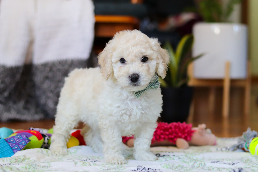 Walter - Available 2/12