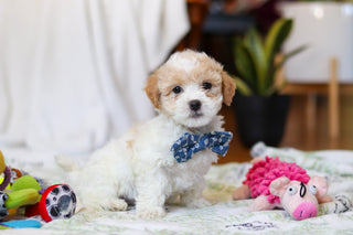 Wilder - Available 2/12