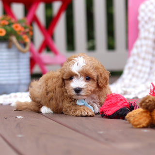 Pascal - Available 6/25