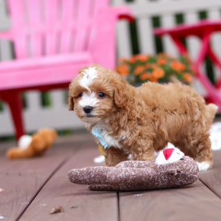 Pascal - Available 6/25