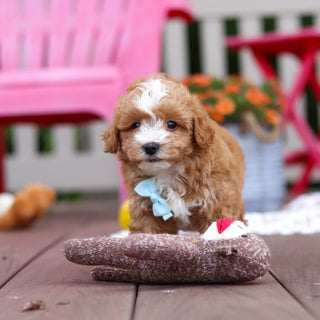 Pascal - Available 6/25
