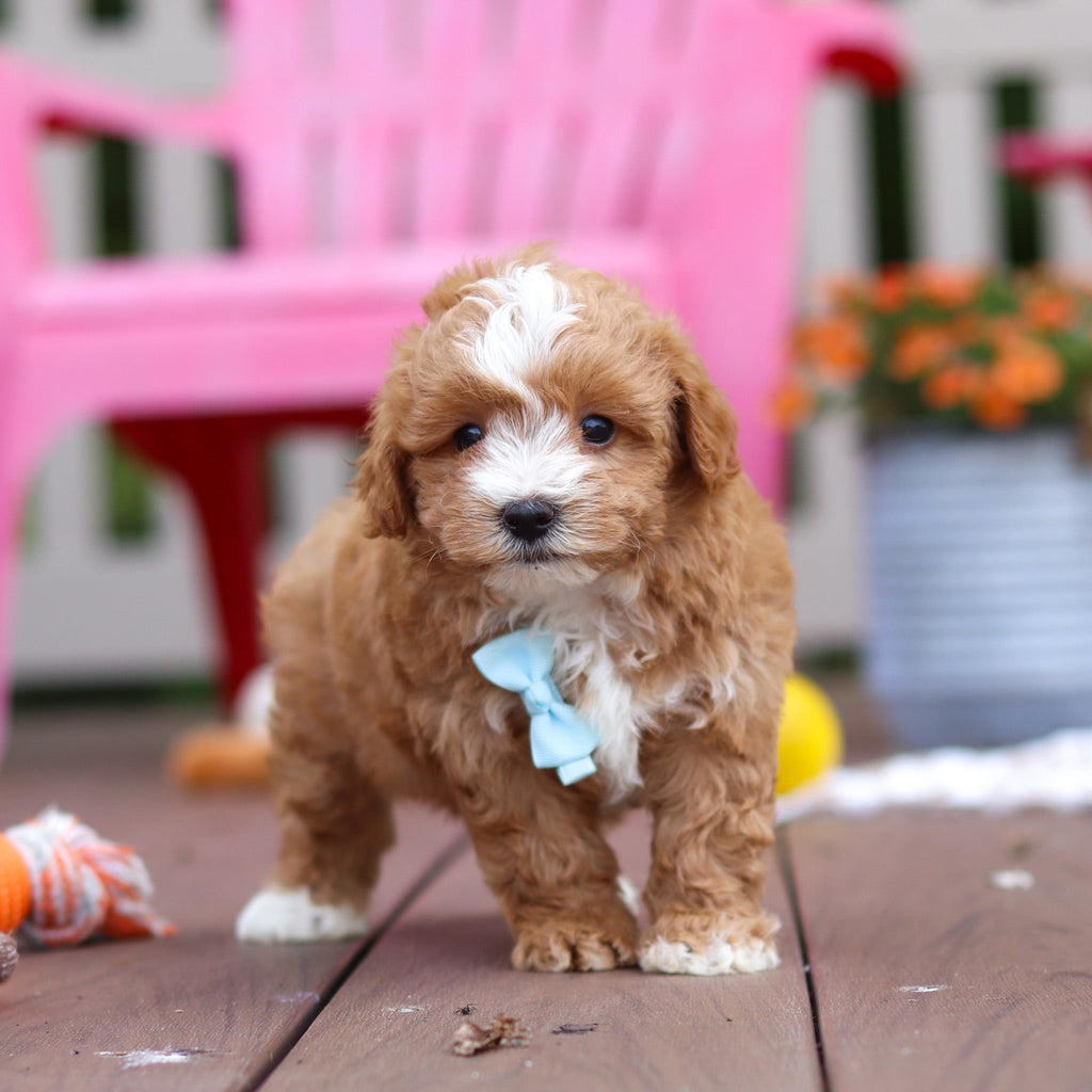 Pascal - Available 6/25