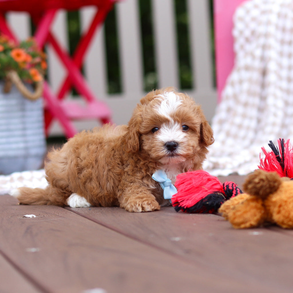Pascal - Available 6/25