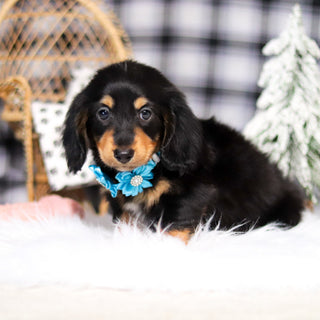 Boots - Available Now