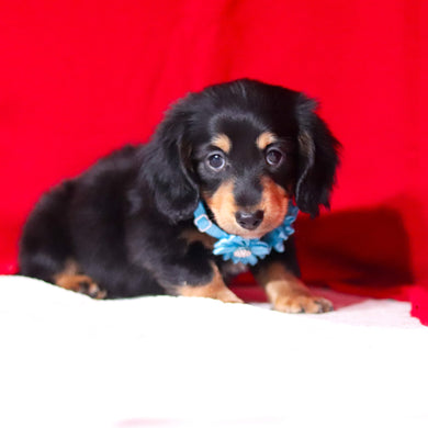 Boots - Available 2/26