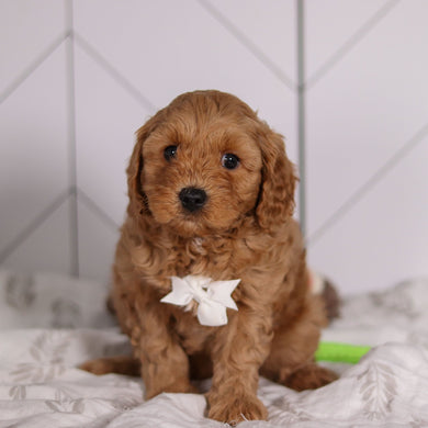 Pebbles - Available 1/28