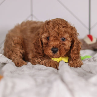 Travis - Available 1/28