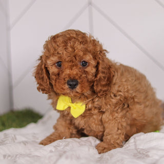 Travis - Available 1/28