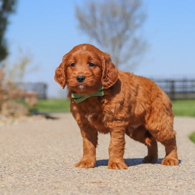Joey - Available Now
