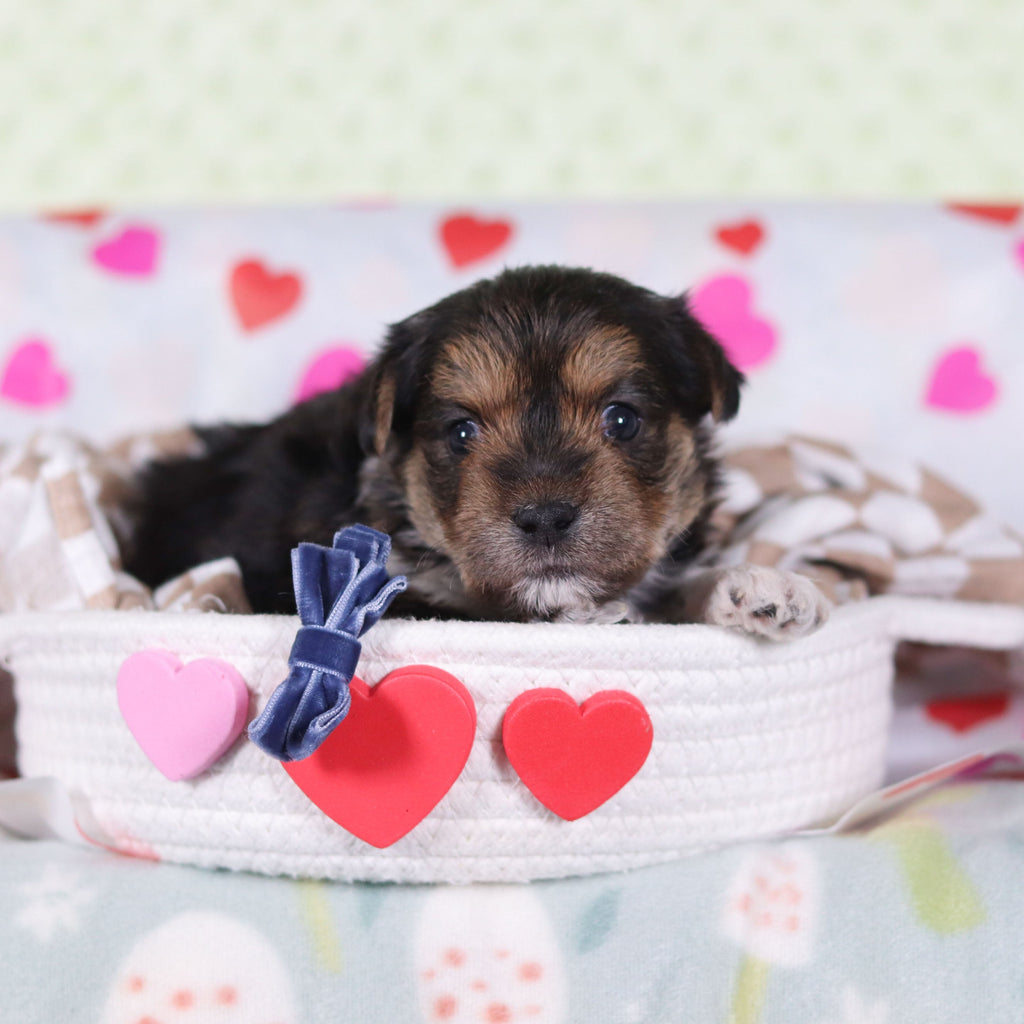 Birk - Available 2/26