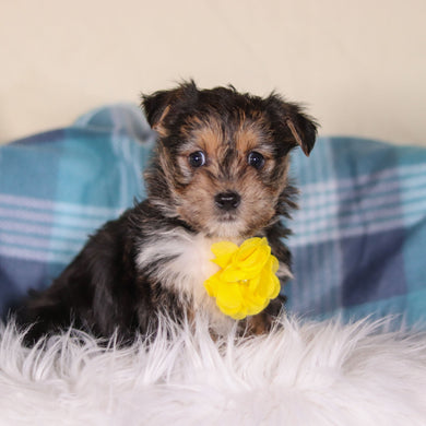 Birk - Available 2/26