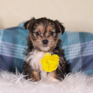 Birk - Available Now