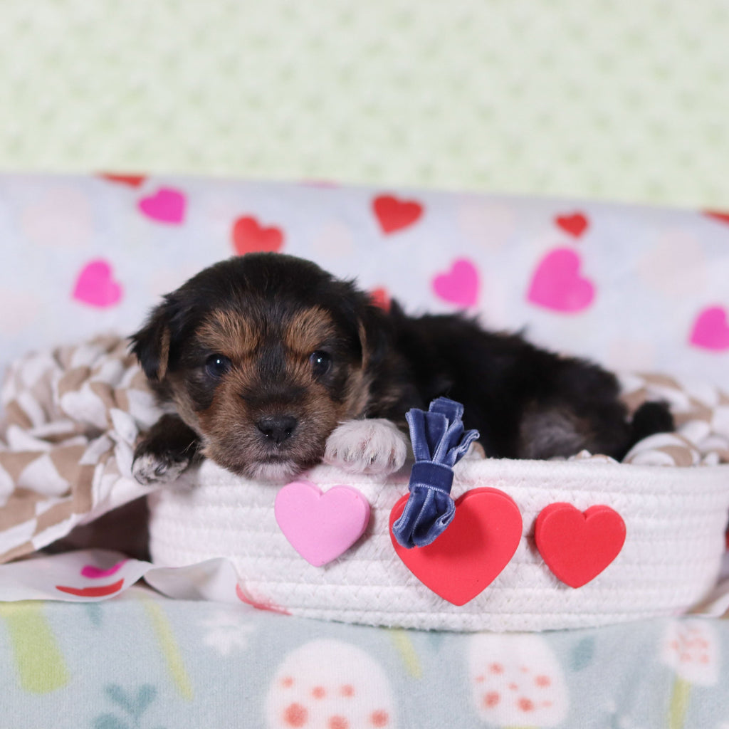 Birk - Available 2/26