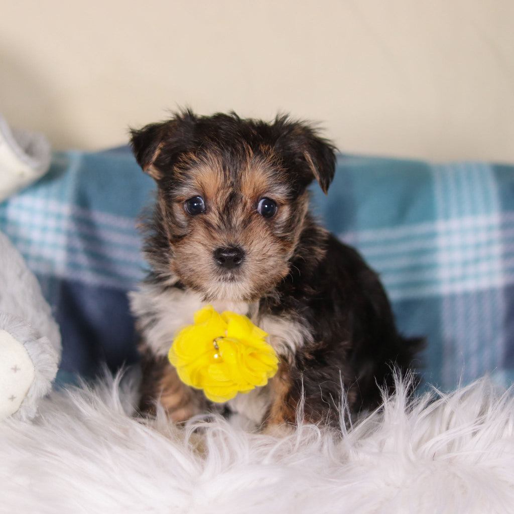 Birk - Available Now