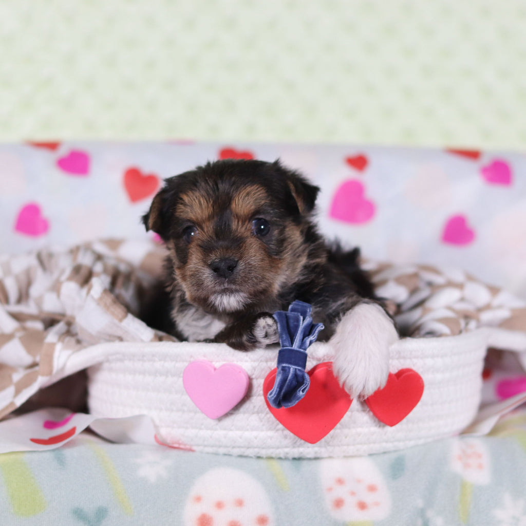 Birk - Available 2/26